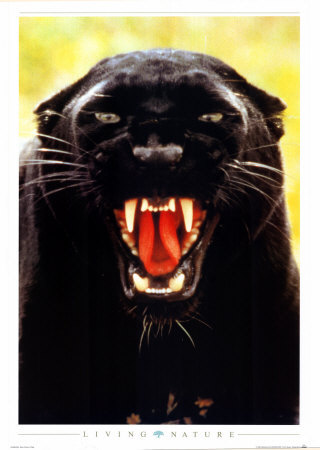 C MOI 7 PANTHERE NOIRE